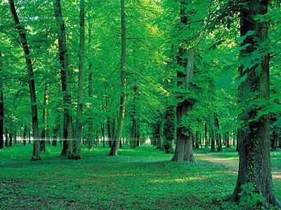 山东林业有害生物防治率达97%(图)