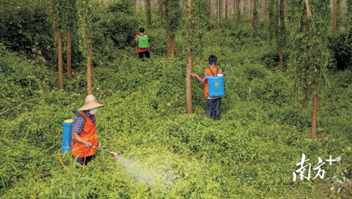 广东 十四五 期间将每年实施林业有害生物防治面积550万亩次以上