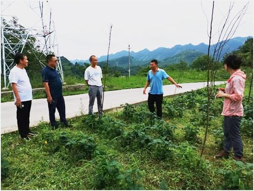 贵州省林业局赴毕督导林业有害生物防治工作